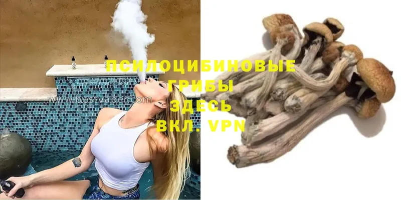 Псилоцибиновые грибы Psilocybe  Димитровград 